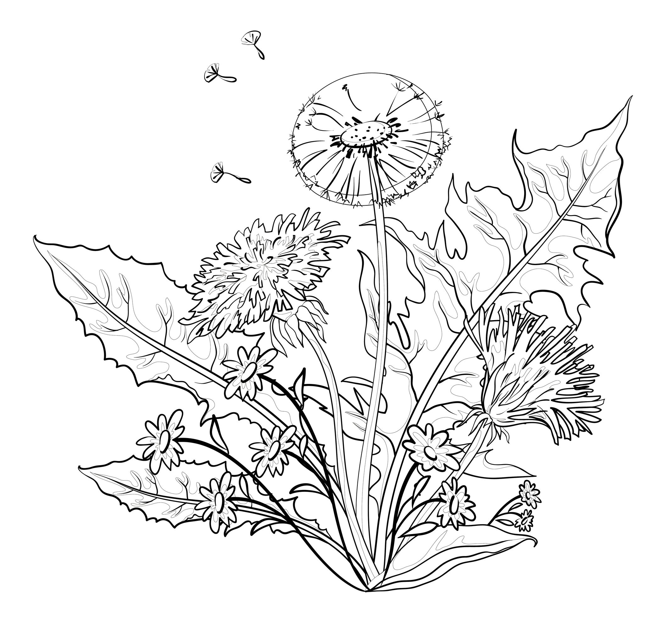 position florale panier · Pissenlit   colorier